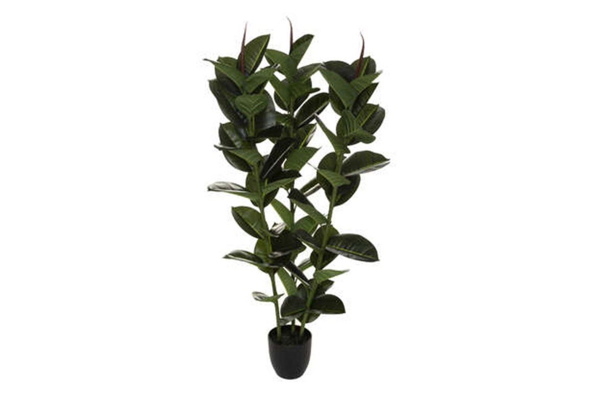 FICUS ROBUSTA H120