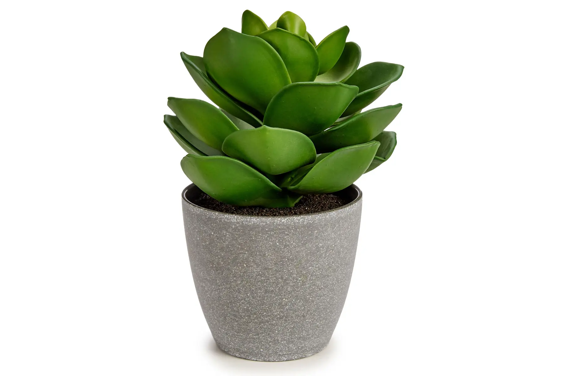 POT PLANT WIDE FULL BIG