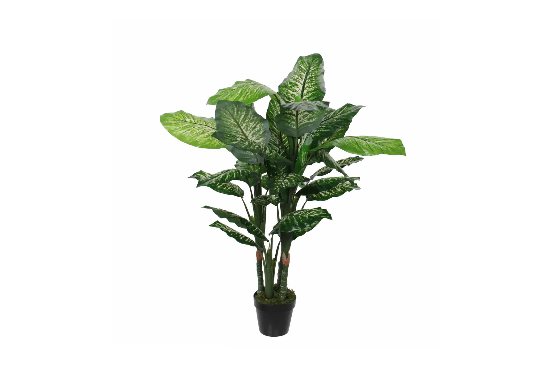 DIEFFENBACHIA IN POT H120xD60