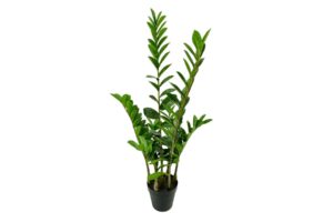 Artificial Plants