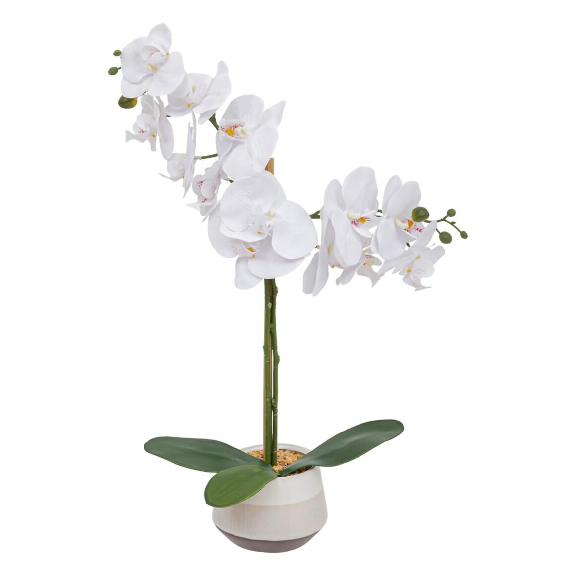 ORCHID CRMC POT CLERA H5
